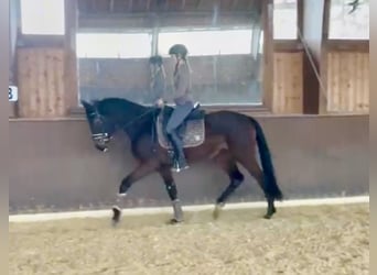 Niemiecki koń sportowy, Klacz, 3 lat, 163 cm, Gniada