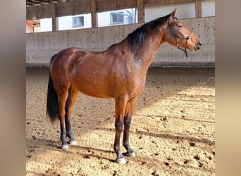 Niemiecki koń sportowy, Klacz, 3 lat, 163 cm, Gniada