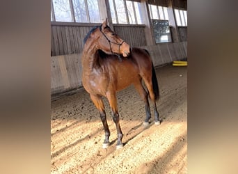 Niemiecki koń sportowy, Klacz, 3 lat, 163 cm, Gniada