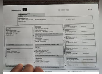 Niemiecki koń sportowy, Klacz, 3 lat, 163 cm, Gniada