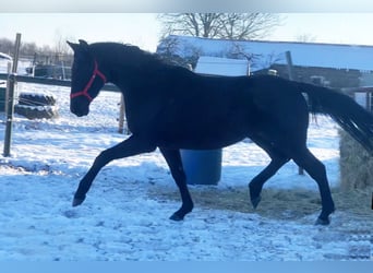 Niemiecki koń sportowy, Klacz, 3 lat, 163 cm, Kara