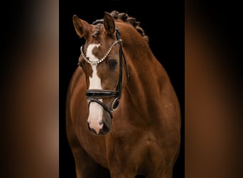 Niemiecki koń sportowy, Klacz, 3 lat, 163 cm