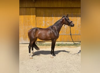 Niemiecki koń sportowy, Klacz, 3 lat, 163 cm, Skarogniada