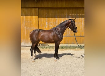 Niemiecki koń sportowy, Klacz, 3 lat, 163 cm, Skarogniada