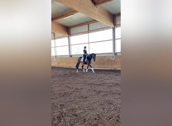 Niemiecki koń sportowy, Klacz, 3 lat, 163 cm, Skarogniada