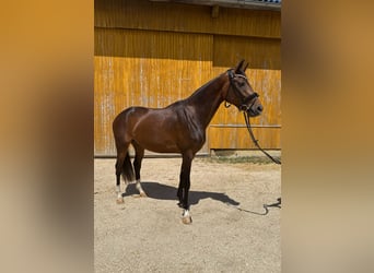 Niemiecki koń sportowy, Klacz, 3 lat, 163 cm, Skarogniada