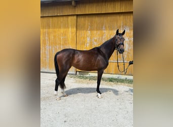 Niemiecki koń sportowy, Klacz, 3 lat, 163 cm, Skarogniada