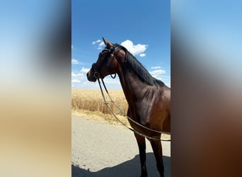 Niemiecki koń sportowy, Klacz, 3 lat, 163 cm, Skarogniada