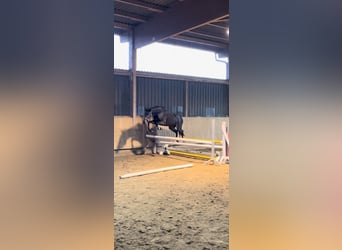 Niemiecki koń sportowy, Klacz, 3 lat, 164 cm, Ciemnogniada