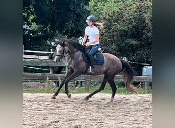 Niemiecki koń sportowy, Klacz, 3 lat, 164 cm, Formy Brown Falb