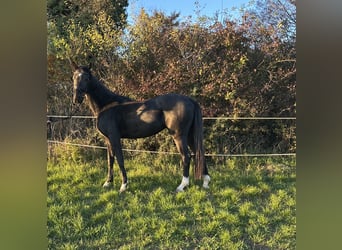 Niemiecki koń sportowy, Klacz, 3 lat, 164 cm, Kara