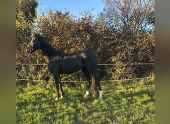 Niemiecki koń sportowy, Klacz, 3 lat, 164 cm, Kara