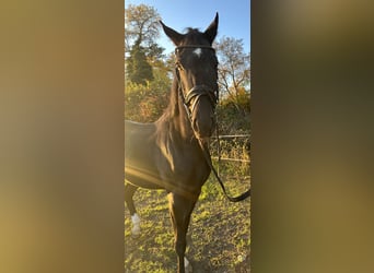 Niemiecki koń sportowy, Klacz, 3 lat, 164 cm, Kara