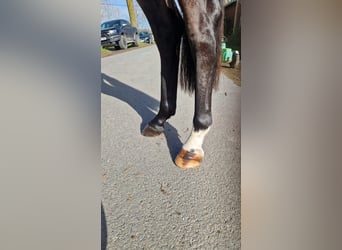 Niemiecki koń sportowy, Klacz, 3 lat, 165 cm, Gniada