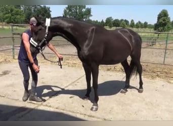 Niemiecki koń sportowy, Klacz, 3 lat, 165 cm, Kara
