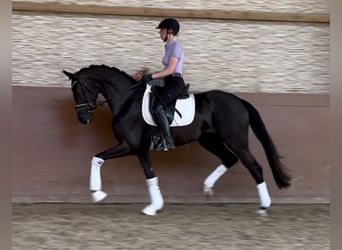 Niemiecki koń sportowy, Klacz, 3 lat, 165 cm, Kara