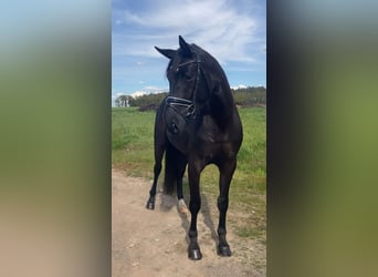 Niemiecki koń sportowy, Klacz, 3 lat, 165 cm, Kara