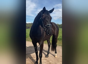 Niemiecki koń sportowy, Klacz, 3 lat, 165 cm, Kara