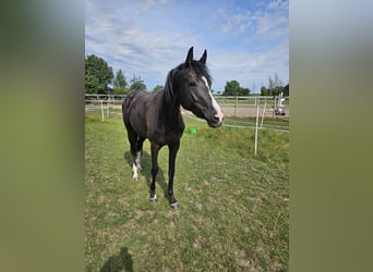 Niemiecki koń sportowy, Klacz, 3 lat, 165 cm, Kara