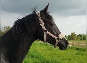 Niemiecki koń sportowy, Klacz, 3 lat, 165 cm, Kara