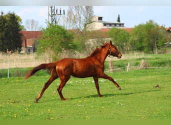 Niemiecki koń sportowy, Klacz, 3 lat, 165 cm, Kasztanowata