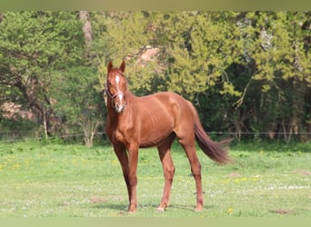 Niemiecki koń sportowy, Klacz, 3 lat, 165 cm, Kasztanowata