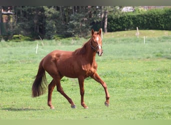 Niemiecki koń sportowy, Klacz, 3 lat, 165 cm, Kasztanowata