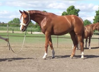 Niemiecki koń sportowy, Klacz, 3 lat, 165 cm, Kasztanowata