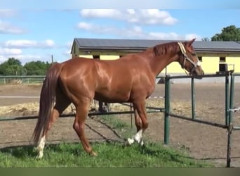 Niemiecki koń sportowy, Klacz, 3 lat, 165 cm, Kasztanowata
