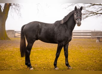 Niemiecki koń sportowy, Klacz, 3 lat, 165 cm, Może być siwy