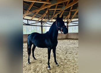 Niemiecki koń sportowy, Klacz, 3 lat, 165 cm, Skarogniada