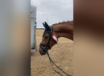 Niemiecki koń sportowy, Klacz, 3 lat, 166 cm, Kasztanowata