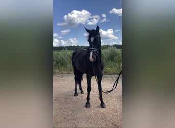 Niemiecki koń sportowy, Klacz, 3 lat, 166 cm, Kasztanowata