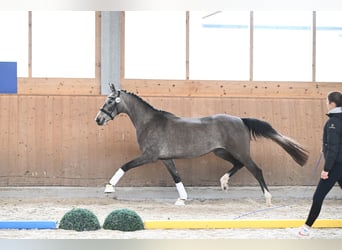 Niemiecki koń sportowy, Klacz, 3 lat, 166 cm, Może być siwy