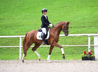 Niemiecki koń sportowy, Klacz, 3 lat, 167 cm, Ciemnokasztanowata