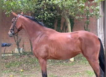 Niemiecki koń sportowy, Klacz, 3 lat, 167 cm, Gniada