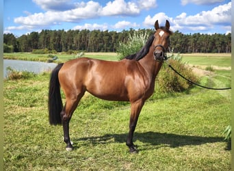 Niemiecki koń sportowy, Klacz, 3 lat, 167 cm, Gniada