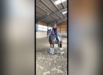Niemiecki koń sportowy, Klacz, 3 lat, 167 cm, Gniada