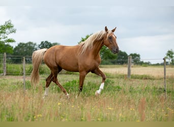 Niemiecki koń sportowy, Klacz, 3 lat, 167 cm, Izabelowata