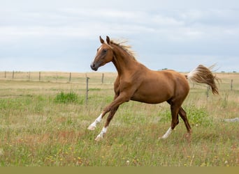 Niemiecki koń sportowy, Klacz, 3 lat, 167 cm, Izabelowata