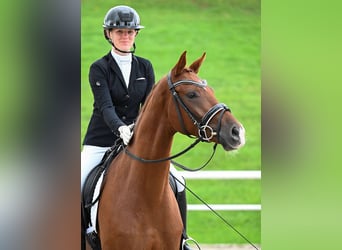 Niemiecki koń sportowy, Klacz, 3 lat, 168 cm, Ciemnokasztanowata