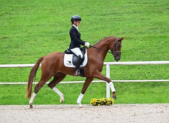 Niemiecki koń sportowy, Klacz, 3 lat, 168 cm, Ciemnokasztanowata