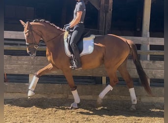 Niemiecki koń sportowy, Klacz, 3 lat, 168 cm, Ciemnokasztanowata