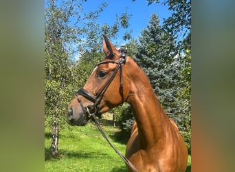 Niemiecki koń sportowy, Klacz, 3 lat, 168 cm, Ciemnokasztanowata