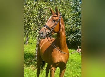 Niemiecki koń sportowy, Klacz, 3 lat, 168 cm, Ciemnokasztanowata