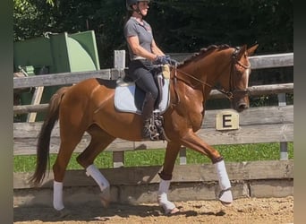 Niemiecki koń sportowy, Klacz, 3 lat, 168 cm, Ciemnokasztanowata