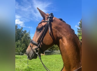 Niemiecki koń sportowy, Klacz, 3 lat, 168 cm, Ciemnokasztanowata