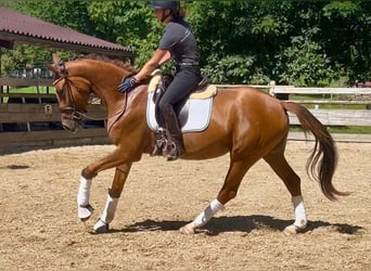 Niemiecki koń sportowy, Klacz, 3 lat, 168 cm, Ciemnokasztanowata