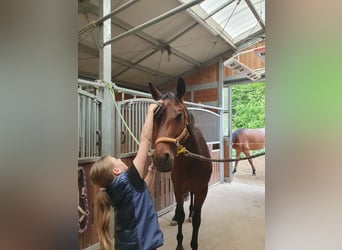 Niemiecki koń sportowy, Klacz, 3 lat, 168 cm, Gniada