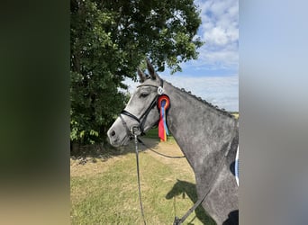 Niemiecki koń sportowy, Klacz, 3 lat, 168 cm, Siwa